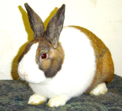 holandský králík.jpg